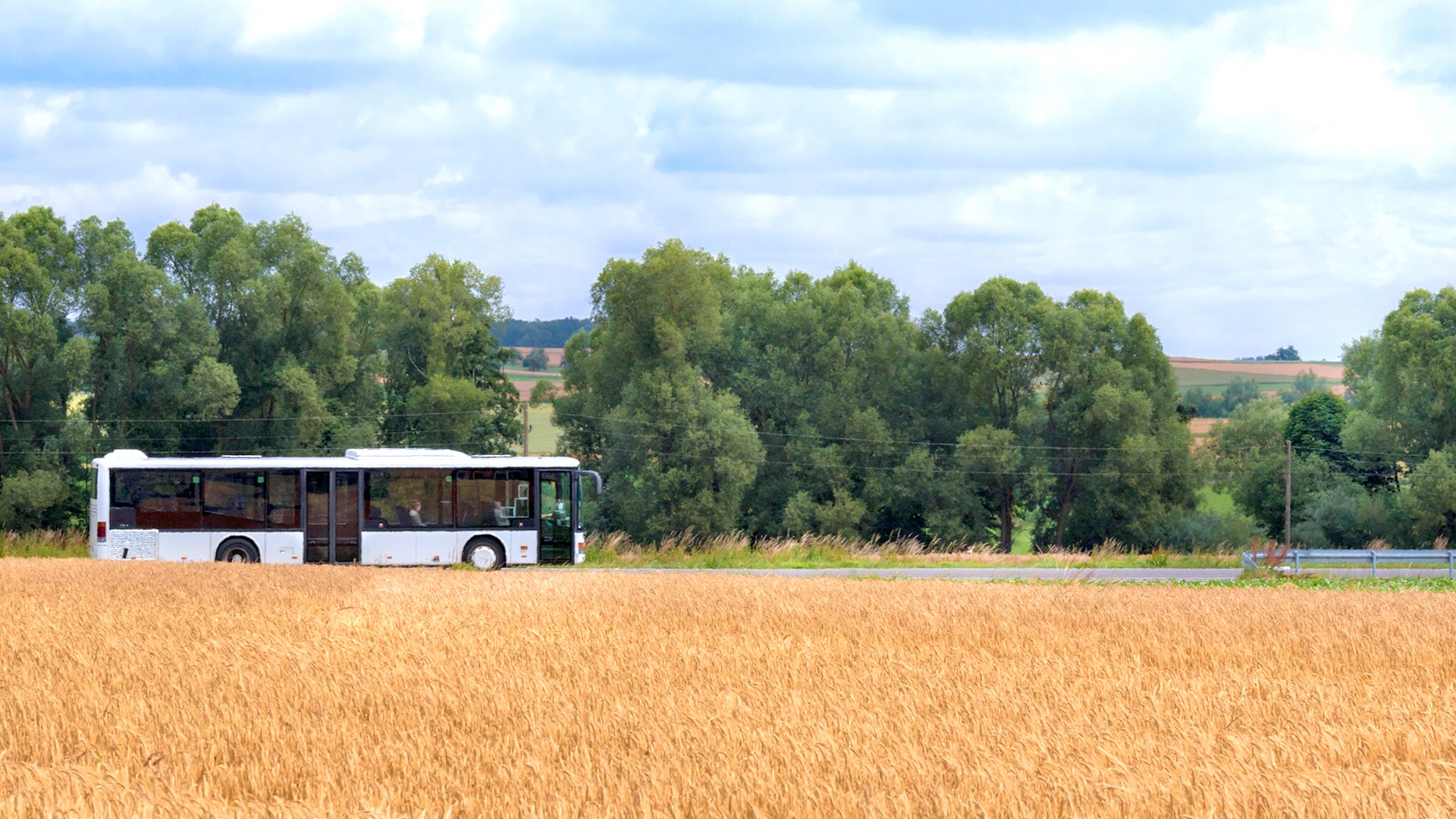 Bus traveling through golden wheat field landscape.