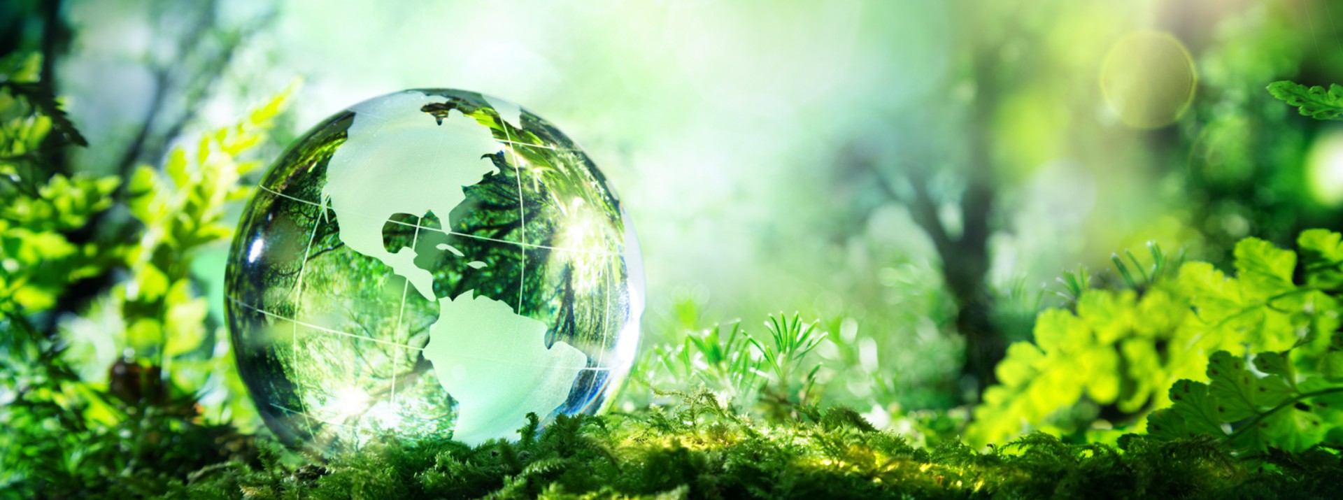 Glass globe on moss in lush greenery