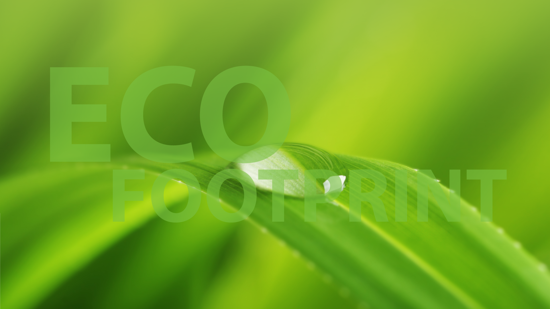 Green leaf with water droplet, nature close-up.