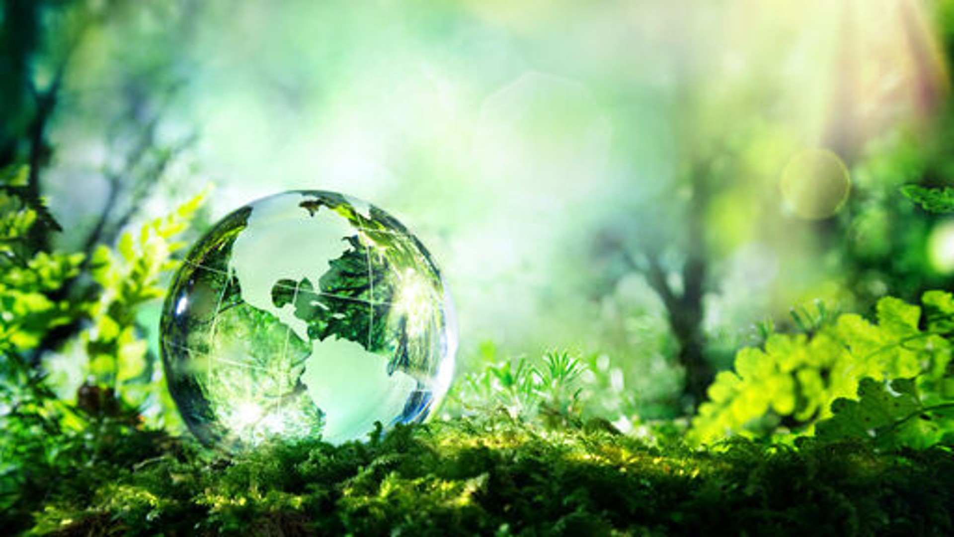 Glowing glass globe on green forest floor.