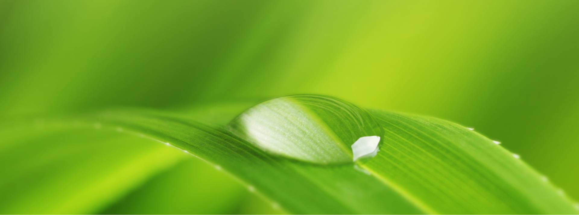 Water droplet on vibrant green leaf.