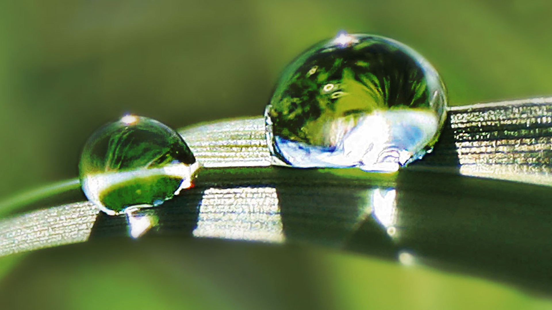 Water droplets on green grass blades.