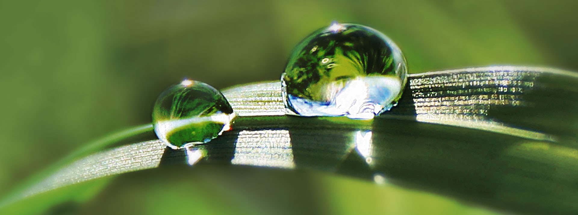 Water droplets on green grass blades.