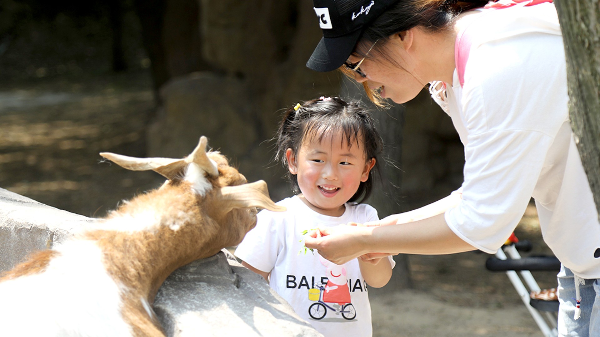 Child feeding a goat with adult supervision.